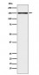 CLSTN1 Antibody