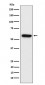 Synapsin II Antibody