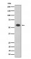 Oct-2 Antibody