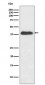 XLF Antibody