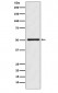 ODC1 Antibody
