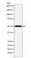 TCP1 beta Antibody