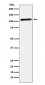 Epac2 Antibody