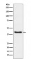 SPOP Antibody