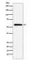STK33 Antibody