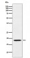 MTH1 Antibody