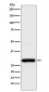 Aly Antibody