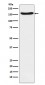 FANCA Antibody