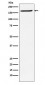 SMC4 Antibody