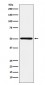 RING1 Antibody