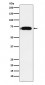 CPEB1 Antibody