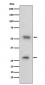 CD97 Antibody