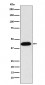 NUDC Antibody