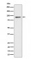 CD239 Antibody