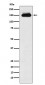 Timeless Antibody