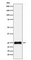 PSMA2 Antibody