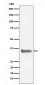 NEK7 Antibody