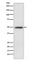 NFIB / NF1B2 Antibody