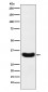 Scramblase 1 Antibody