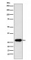 Calpain S1 Antibody