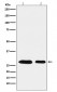 PHAPI2 / APRIL Antibody