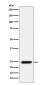 Bmf Antibody