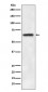 ABCE1 Antibody