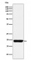 MYL9 Antibody