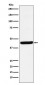AHA1 Antibody