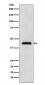 Renalase Antibody