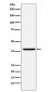 CAPG Antibody