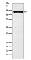 PER2 Antibody