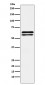 NAP1L1 Antibody