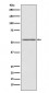 AMHR2 Antibody