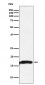 CRYAA Antibody