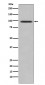TRAF6BP Antibody