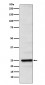 Neurogenin 2 Antibody
