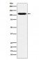 GPCR / LGR6 Antibody