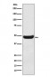 BHMT Antibody