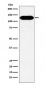 BCAR1 Antibody