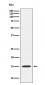 MAGOH Antibody