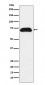PDZK1 Antibody