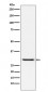 TIRAP Antibody