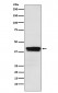 MBNL1 Antibody