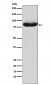 MALT1 Antibody