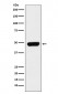 Pannexin 1 Antibody