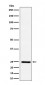 Ephrin A1 Antibody