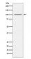 Gemin 3 Antibody