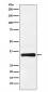 HOXB4 Antibody
