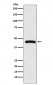 HRH3 Antibody